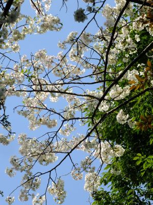 やきが丘緑地のおおしまざくら
