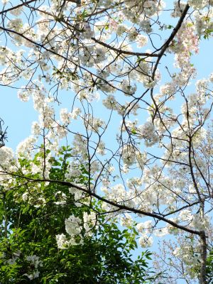 やきが丘緑地のおおしまざくら

