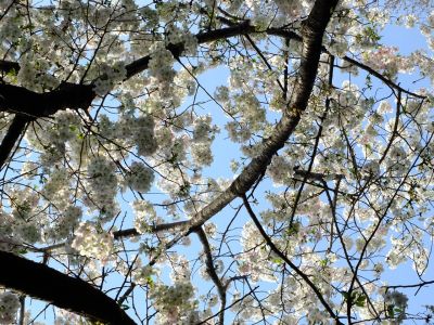 やきが丘緑地のおおしまざくら

