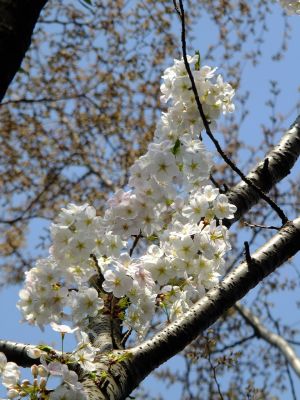やきが丘緑地のおおしまざくら

