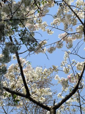 やきが丘緑地のおおしまざくら
