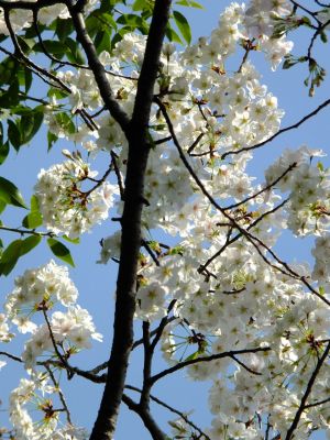 やきが丘緑地のおおしまざくら
