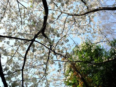 やきが丘緑地のおおしまざくら
