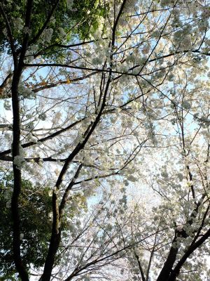 やきが丘緑地のおおしまざくら
