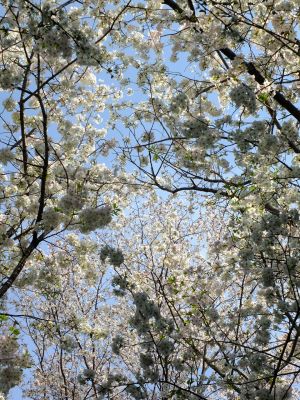 やきが丘緑地のおおしまざくら
