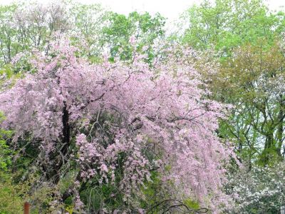 荏田東3丁目（垂れ桜）
