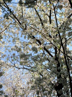 やきが丘緑地のおおしまざくら
