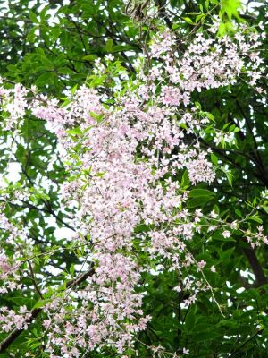 荏田東3丁目（垂れ桜）
