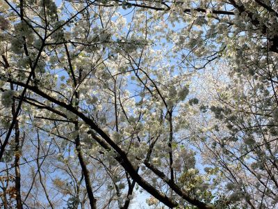 やきが丘緑地のおおしまざくら
