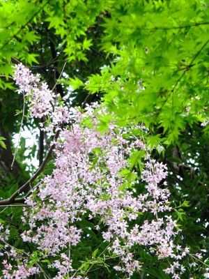 荏田東3丁目（垂れ桜）
