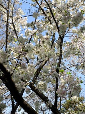 やきが丘緑地のおおしまざくら
