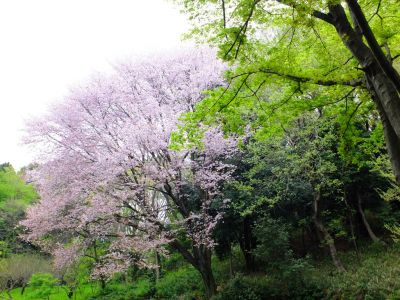 鴨池公園（山桜）
