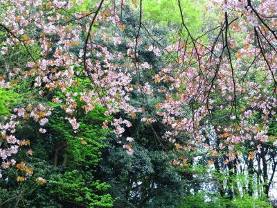 鴨池公園（山桜）
