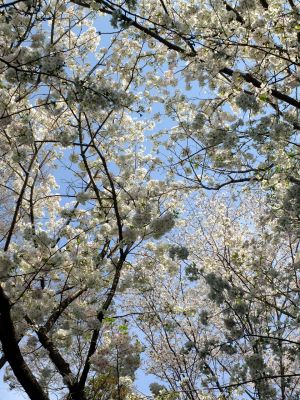 やきが丘緑地のおおしまざくら
