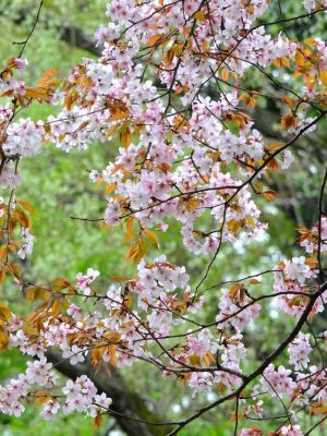 鴨池公園（山桜）
