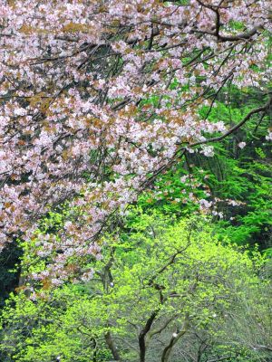 鴨池公園（山桜）
