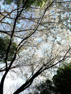 やきが丘緑地のおおしまざくら
