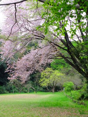 鴨池公園（山桜）

