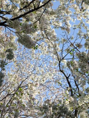 やきが丘緑地のおおしまざくら
