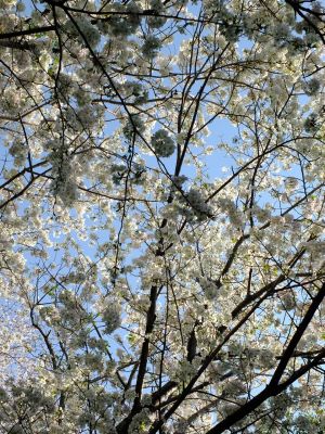 やきが丘緑地のおおしまざくら

