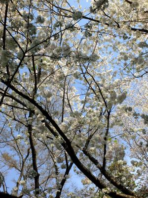 やきが丘緑地のおおしまざくら
