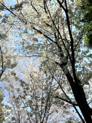 やきが丘緑地のおおしまざくら
