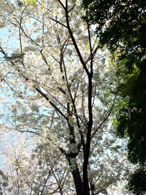 やきが丘緑地のおおしまざくら
