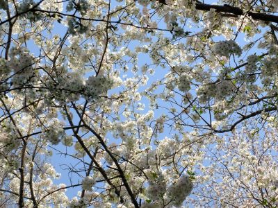 やきが丘緑地のおおしまざくら
