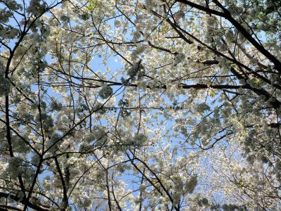 やきが丘緑地のおおしまざくら
