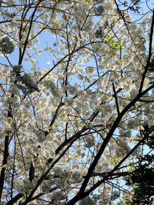 やきが丘緑地のおおしまざくら
