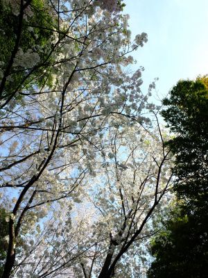 やきが丘緑地のおおしまざくら
