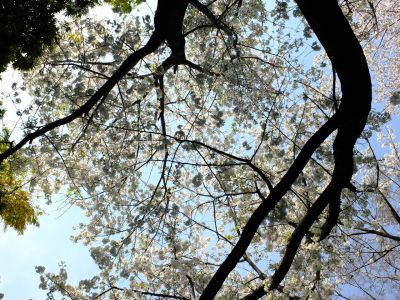 やきが丘緑地のおおしまざくら
