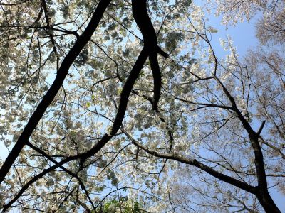 やきが丘緑地のおおしまざくら
