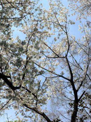 やきが丘緑地のおおしまざくら
