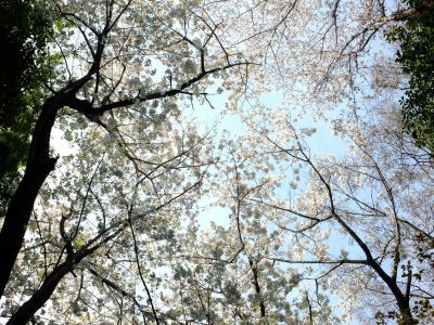 やきが丘緑地のおおしまざくら
