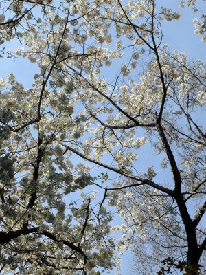 やきが丘緑地のおおしまざくら
