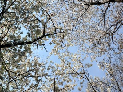 やきが丘緑地のおおしまざくら
