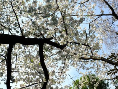 やきが丘緑地のおおしまざくら
