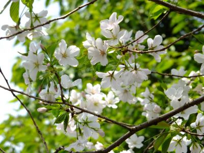 やきが丘緑地のおおしまざくら

