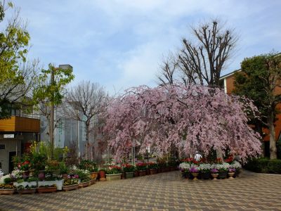花のある商店街　荏田近隣センター
