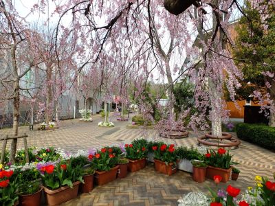 花のある商店街　荏田近隣センター

