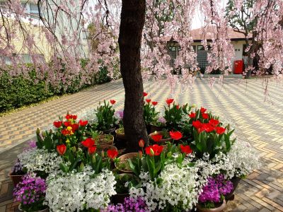 花のある商店街　荏田近隣センター
