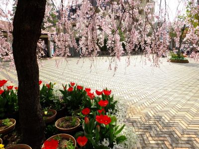 花のある商店街　荏田近隣センター
