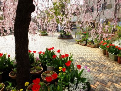 花のある商店街　荏田近隣センター
