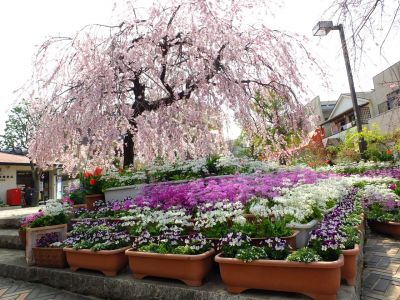 花のある商店街　荏田近隣センター
