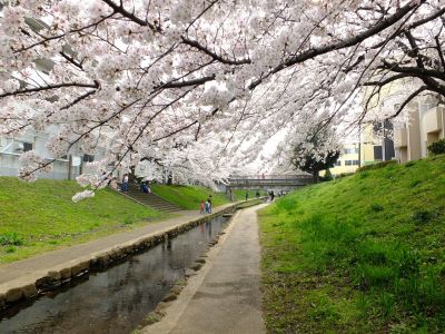 江川せせらぎ緑道（染井吉野）
