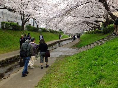 江川せせらぎ緑道（染井吉野）
