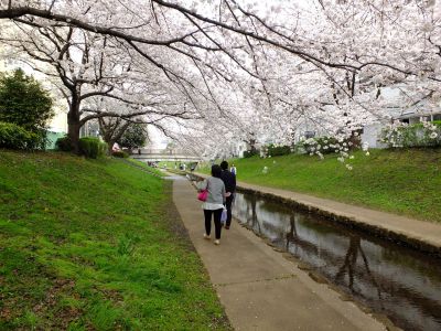 江川せせらぎ緑道（染井吉野）
