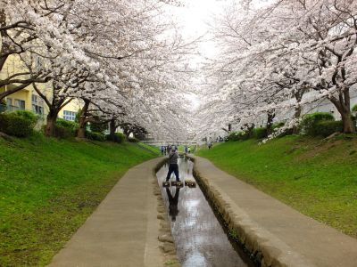 江川せせらぎ緑道（染井吉野）
