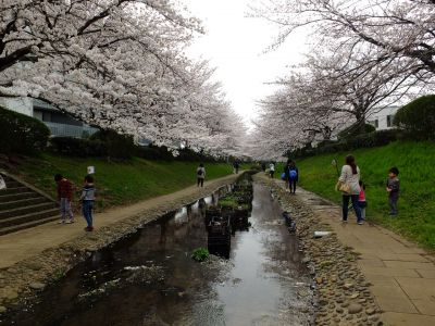 江川せせらぎ緑道（染井吉野）
